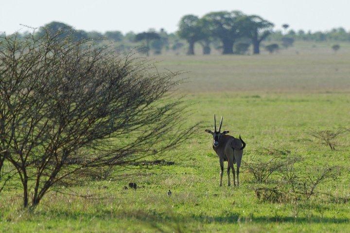 1 Day: Unforgettable Tarangire