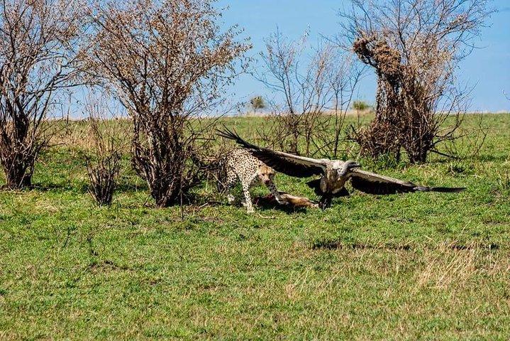Best Ngorongoro crater Tanzania Safari 1- Day tour Experience