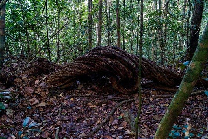 Trekking and Bird Watching in Kanneliya Rain Forest