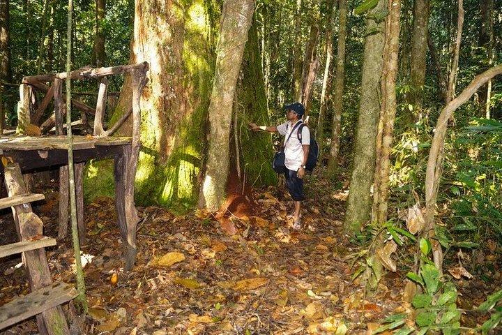 Trekking and Bird Watching in Kanneliya Rain Forest