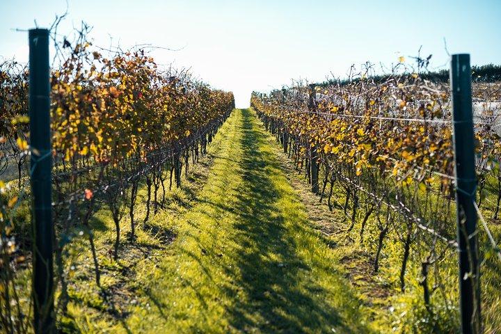 Private Tour - Waiheke Island Luxury Experience