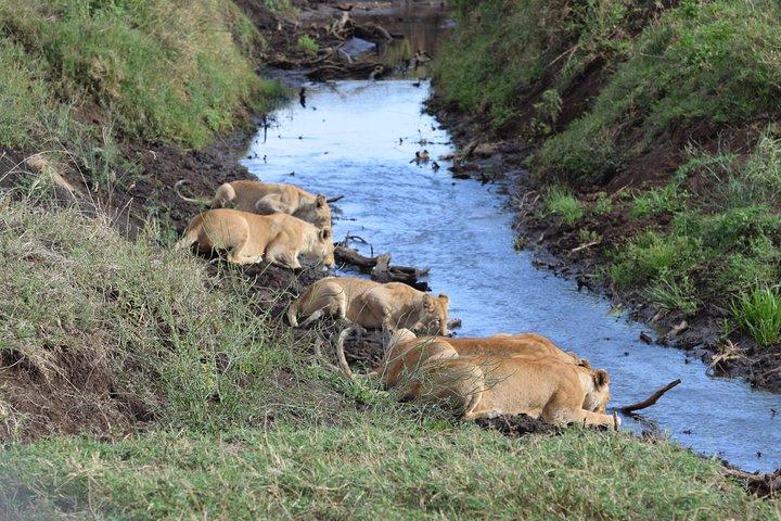 4 Days,3 Nights Group Joining Lodge Safari To Serengeti, Ngorongoro and Manyara