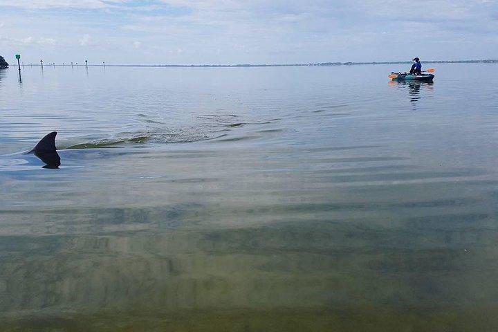 Wildlife Refuge Manatee, Dolphin & Mangrove Kayak or Paddleboarding Tour!