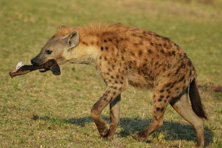 6 Days Amboseli, Lake Nakuru and Masai Mara