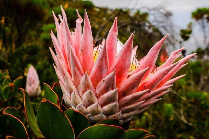 Hike Table Mountain via the India Venster trail