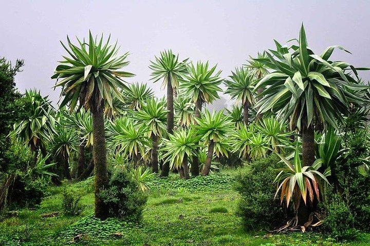 4 Days Simien Mountains Trekking
