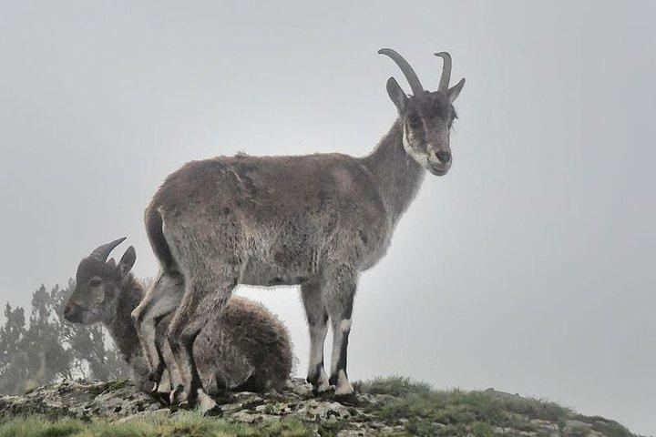 4 Days Simien Mountains Trekking