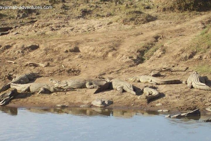 6 days guided safari: nairobi / lake nakuru / lake naivasha / masai mara n r