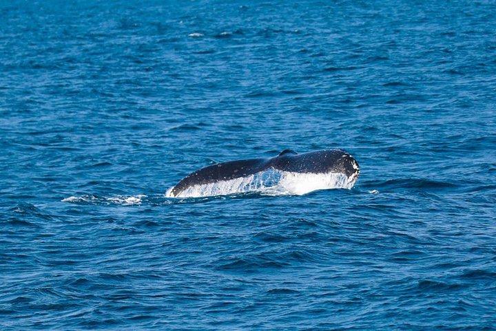 Humpback whale watching