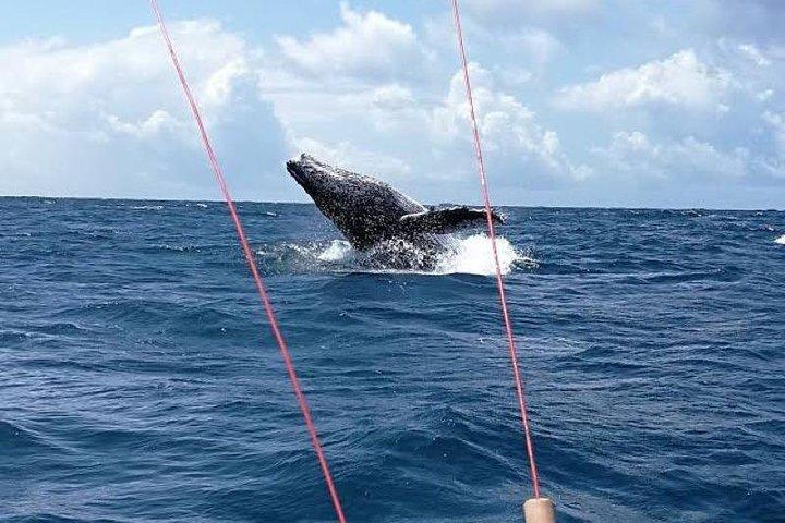 Humpback whale watching