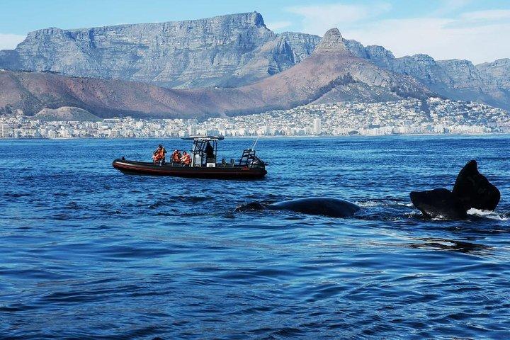 Ocean Safari