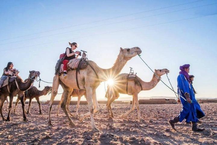 Marrakech camel ride in Palm grove