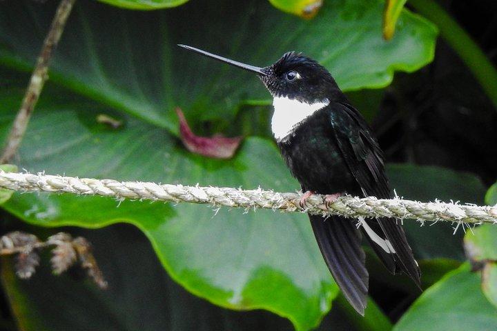 Prívate birding tour in Mindo Cloud-Forest + Mitad del mundo