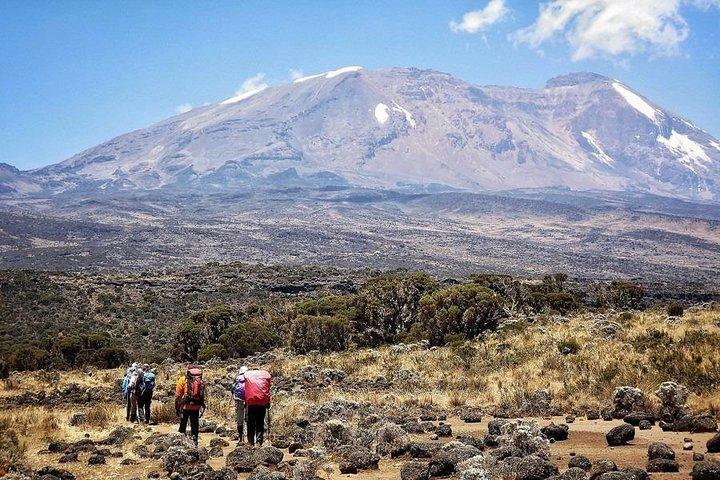 8 Days Lemosho Route Kilimanjaro Trekking