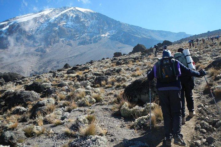 8 Days Lemosho Route Kilimanjaro Trekking