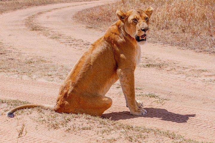 6 Days Luxury Northern Circuit Safari - A Glimpse of Tanzania Adventure