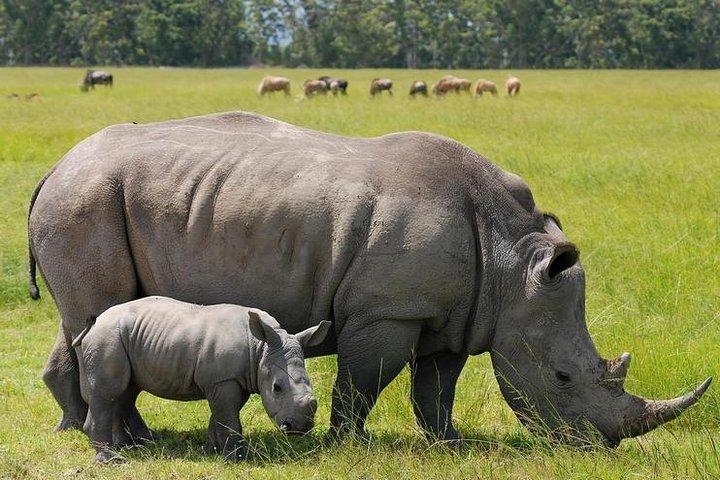 Nairobi National Park Afternoon Game Drive