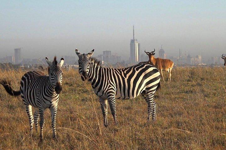 Nairobi National Park Afternoon Game Drive