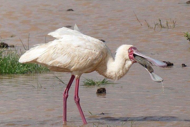 #1 Best Tanzania Safari Tarangire Day tour Adventure