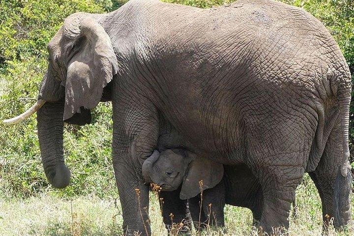 Best 3 days Tanzania shared Safari Tarangire Ngorororo Manyara