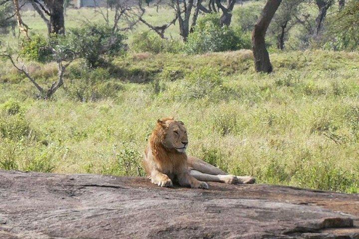 Best 3 days Tanzania shared Safari Tarangire Ngorororo Manyara