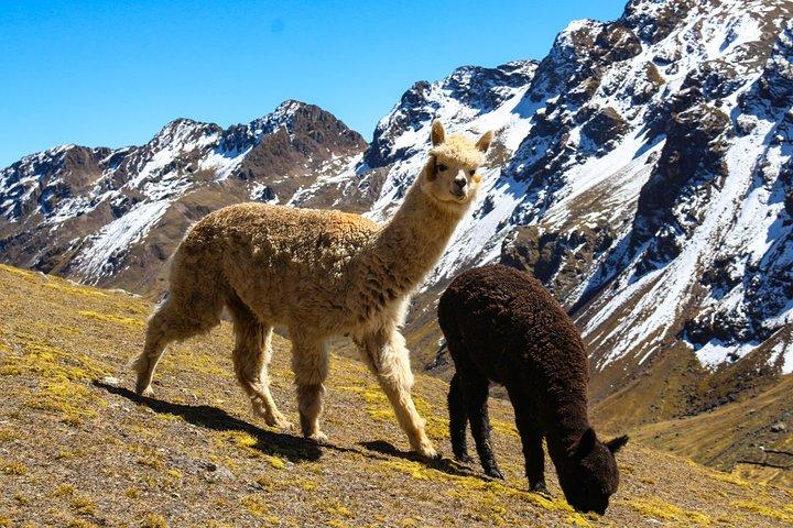 Rainbow Mountain in Cusco Full Day Tour