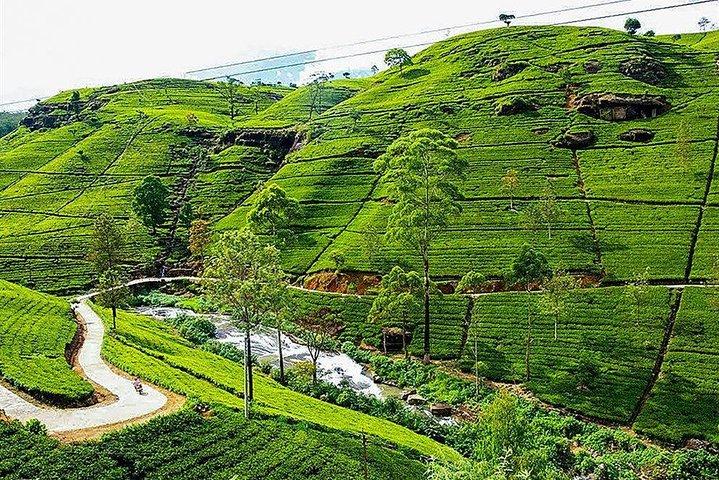 Day Tour to Nuwara Eliya from Kandy by Lux Tours Lanka