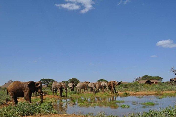 Majestic Elephant Safari