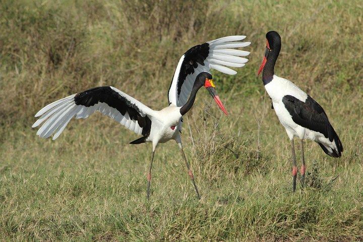 3 Days Camping Safari Tarangire, Lake Manyara and Ngorongoro Crater