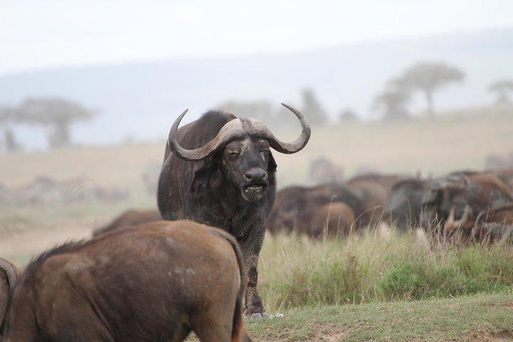 3 Days Camping Safari Tarangire, Lake Manyara and Ngorongoro Crater