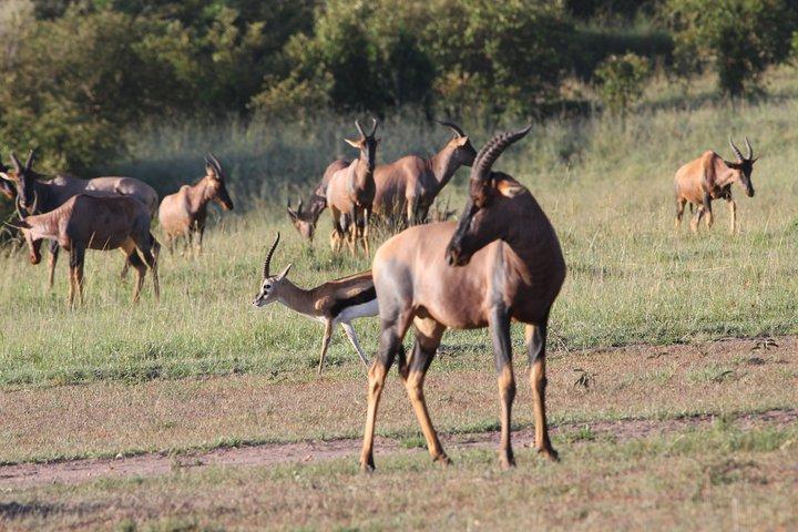 3 Days Camping Safari Tarangire, Lake Manyara and Ngorongoro Crater