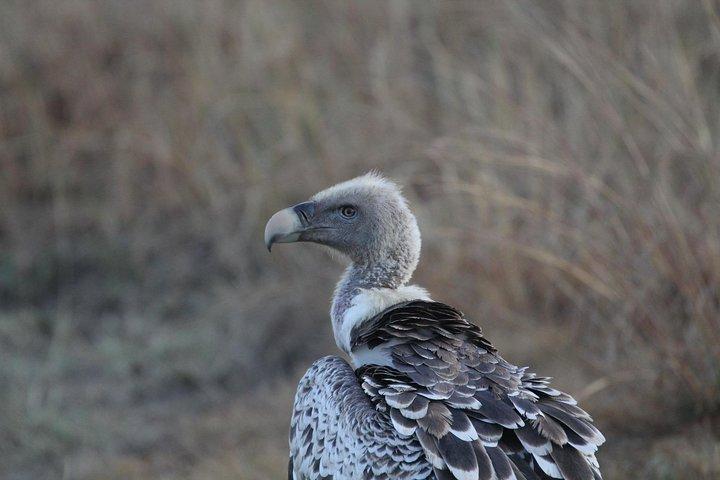 2 Days Wildlife game drives Through Tarangire and Ngorongoro Crater
