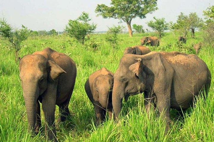Minneriya National Park ( All Inclusive ) and Sigiriya Day Excursion