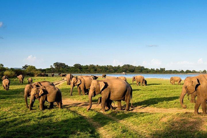 Minneriya National Park ( All Inclusive ) and Sigiriya Day Excursion