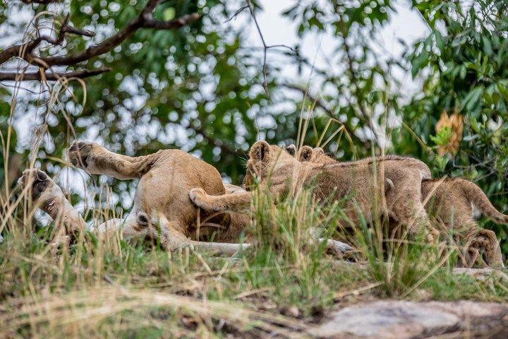 Day trip to manyara National park from Arusha