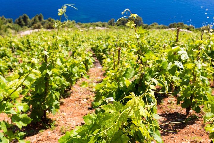Peljesac&Ston Small-Group Food & Wine Experience from Dubrovnik