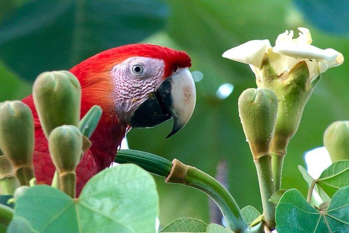 Esquipulas Rainforest - Private Birding - Fully Customizable Tour