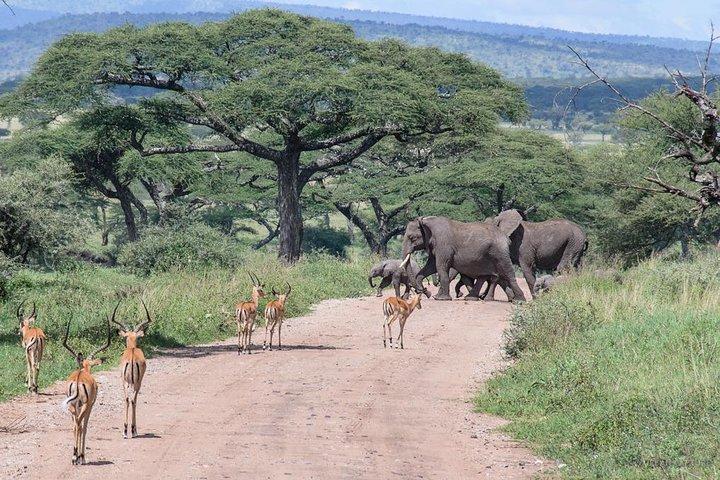 4 Days Budget Tanzania Action Safari