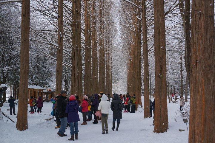 [Perfect Private Tour] Nami island, Petite France and Organic Strawberry Farm