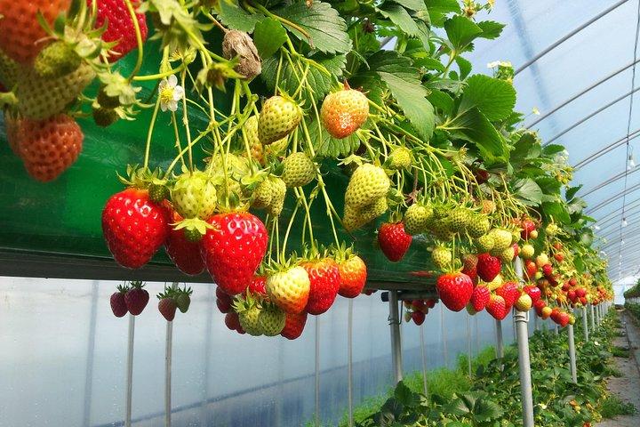 [Perfect Private Tour] Nami island, Petite France and Organic Strawberry Farm