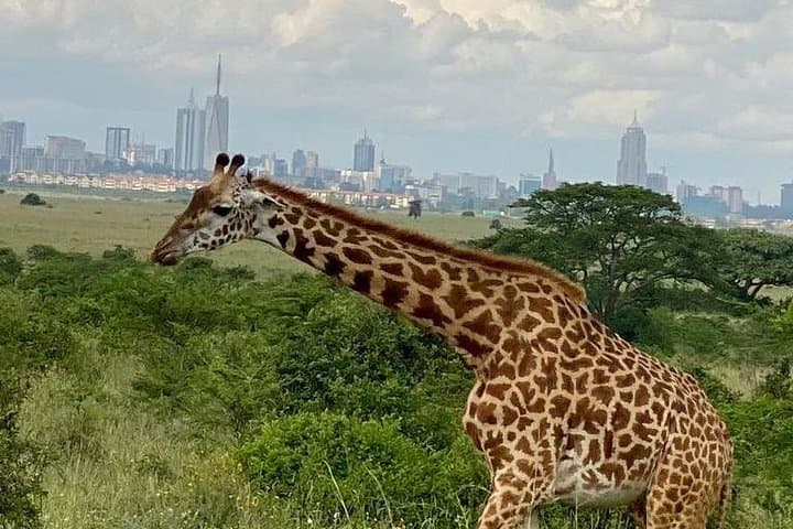 Private Nairobi Park/Elephant Orphanage/Giraffe Tour in Van