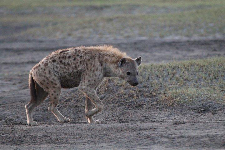 Day Trip to Ngorongoro Crater from Arusha