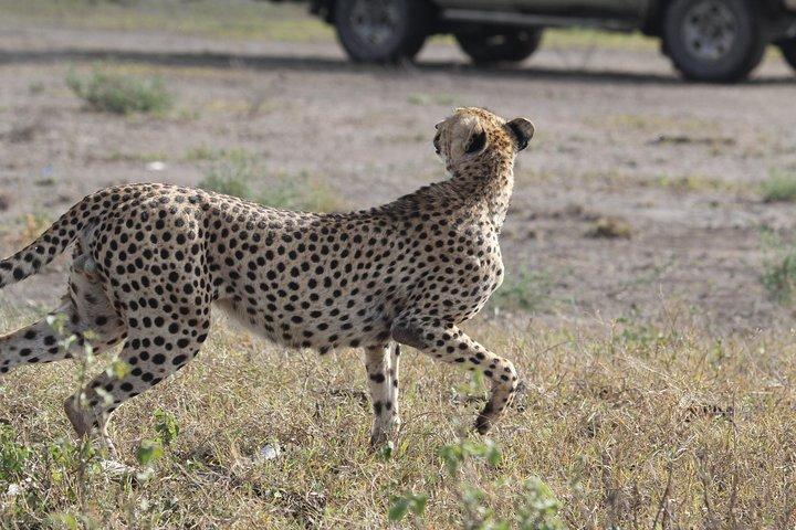Day Trip to Ngorongoro Crater from Arusha
