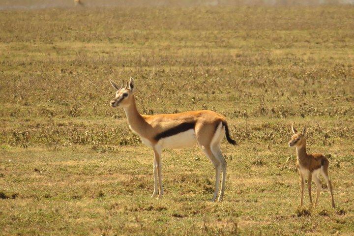 Day Trip to Ngorongoro Crater from Arusha