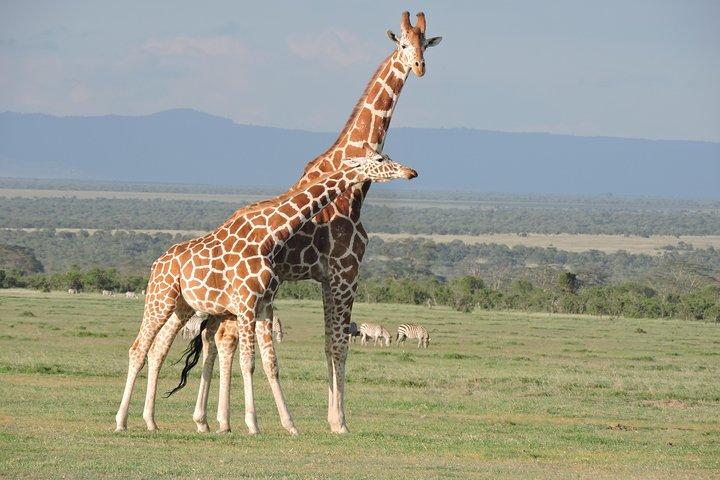 Wildlife safaris and mountain climbing