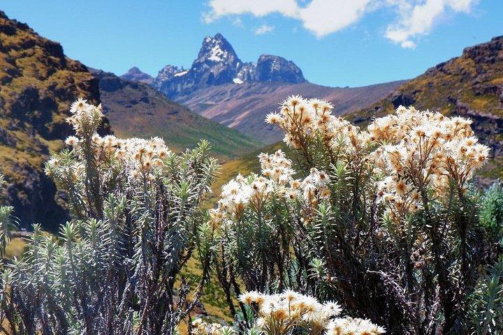 Wildlife safaris and mountain climbing