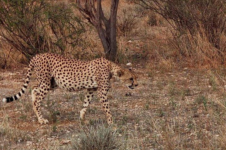 Wildlife safaris and mountain climbing