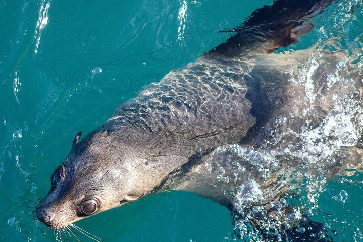 Phillip Island Seal-Watching Cruise