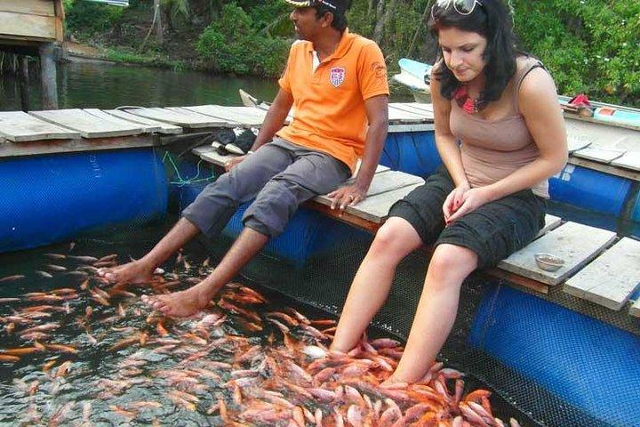 Explore Nature and Heritage in Galle from Colombo (All inclusive day tour)