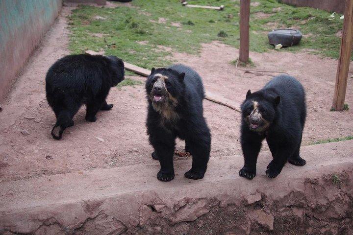 Cusco: visita el centro rescate de animales